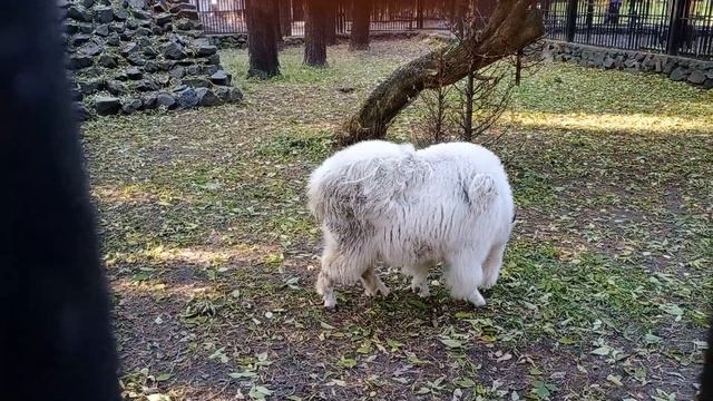 Новосибирский зоопарк им. шило . 9 октября 2021 г. смотреть онлайн