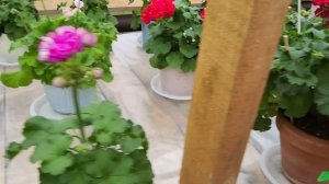 #622. Выбираем пеларгонии для подоконника!