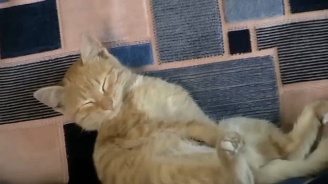 Котёнок Барсик спит сидя/Kitty Barsik sleeps sitting смотреть онлайн