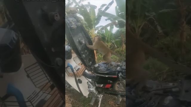 Джавид: В Мире Животных смотреть онлайн