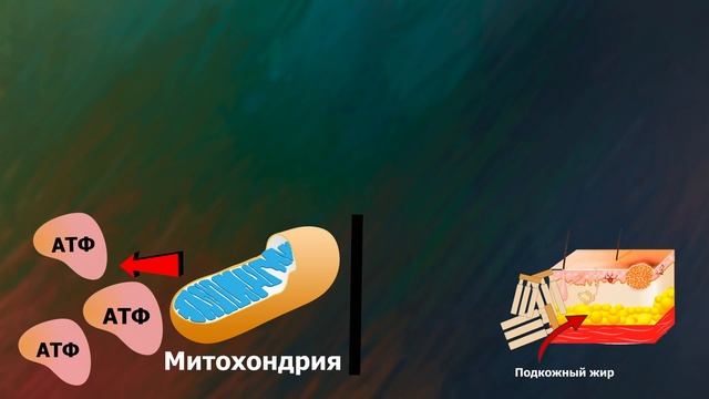 ВСЁ о жирах (липидах) | ЕГЭ Биология 2023 смотреть онлайн