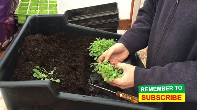 How to Grow Petunias from Seed (A Step by Step Guide for Novices and Experienced Growers) #76 смотреть онлайн