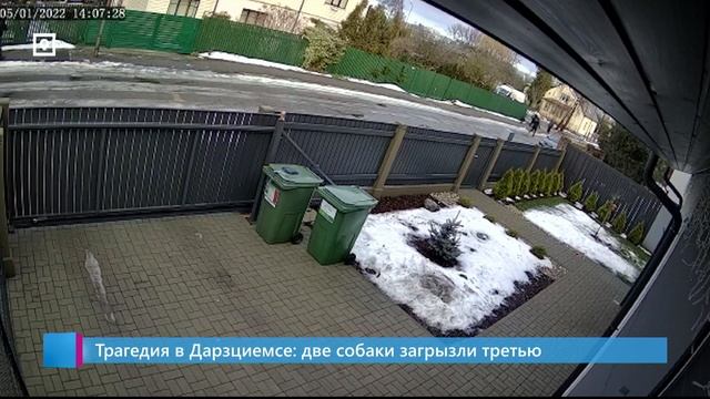Трагедия в Дарзциемсе: две собаки загрызли третью смотреть онлайн