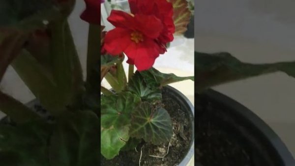 Бегония Limitles dark red описание