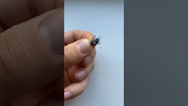 Муха рожает смотреть онлайн