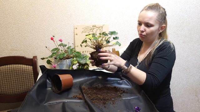 Цикламен. Реанимация.11.11. распродажа Ашан смотреть онлайн