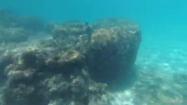 Рыба Хирург. Египет. Красное море