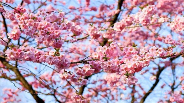 Reiki Music 15 Minutes,relaxation Music Reiki 15 Minutes,reiki Music Meditation,15 Min Reiki Music