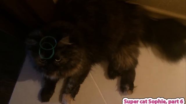 Кот и шишка смотреть онлайн