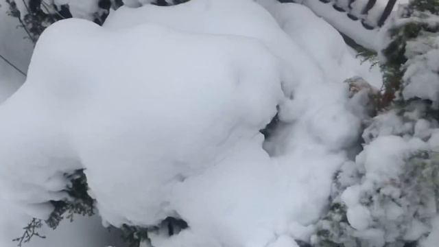 Вечнозелёные рододендроны, зимовка без укрытия, обзор ? прогулка по саду смотреть онлайн