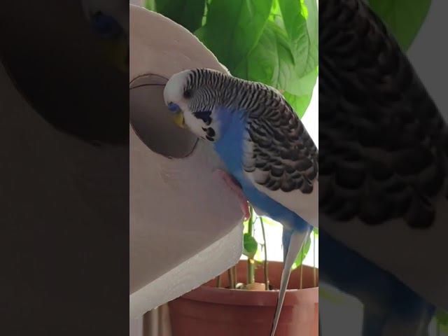 Попугай очень внимательно слушает смотреть онлайн