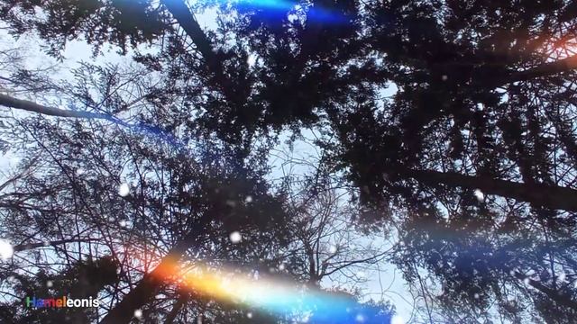 Лес, который даёт нам тень, нельзя осквернять. ???? смотреть онлайн