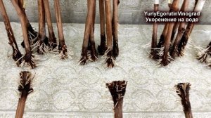 ? Простое укоренение черенков винограда на воде. Почему 100 % черенков укоренилось?