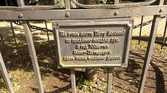 Неизвестный Петербург.Дуб Петра I в Петербурге смотреть онлайн