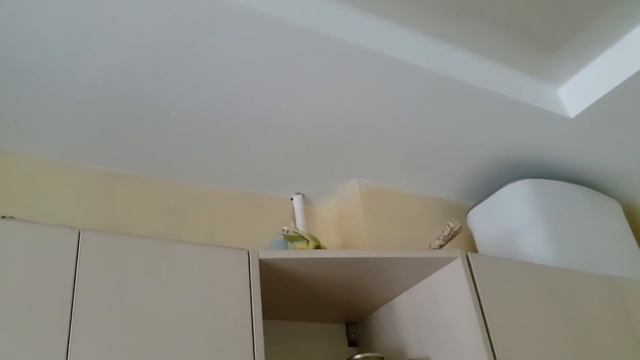 Чем я кормлю попугаев кроме корма. Какой наполнитель на дне клетки смотреть онлайн