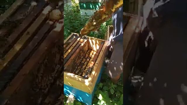 Качка майского мёда смотреть онлайн