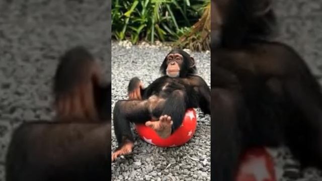 Трейдер это профессия! Салафан - это я! смотреть онлайн