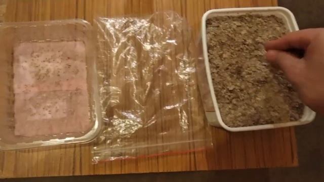 ПРОРАЩИВАНИЕ СЕМЯН ПАВЛОВНИИ. PAULÓWNIA TOMENTÓSA смотреть онлайн