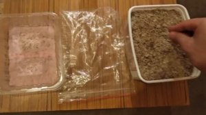 ПРОРАЩИВАНИЕ СЕМЯН ПАВЛОВНИИ. PAULÓWNIA TOMENTÓSA