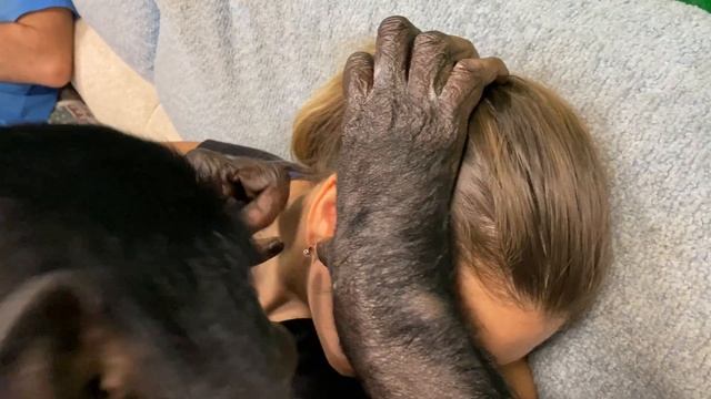 Уход за кожей и волосами от ШИМПАНЗЕ | Настоящая любовь у животных смотреть онлайн