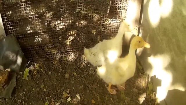 Утки Пекинские Бройлерные Выгода смотреть онлайн