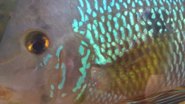 Геофагус бразильский (Geophagus brasiliensis) смотреть онлайн