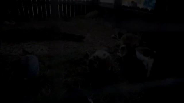 Ярославский Зоопарк 2021 смотреть онлайн