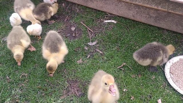 Гуси холмогори обзор мої гусей смотреть онлайн