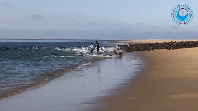 Injured Seal DRAGGING NET