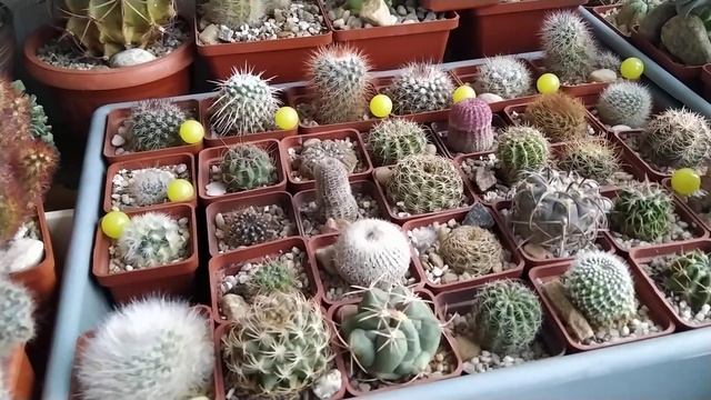 Тема: Маммиллярия, её виды и лирическое отступление в тему) смотреть онлайн