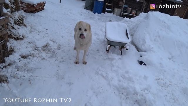 ВЛОГ / ИГРАЕМ С ЩЕНКАМИ / ЗАВАЛИЛО СНЕГОМ