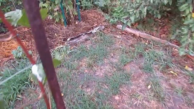 Август. Убираем мульчу из-под винограда смотреть онлайн