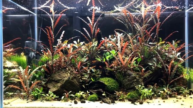 Hygrophila Pinnatifida Scape #Hygrophila pinnatifida #Scape смотреть онлайн