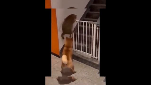 Самые новые смешные видео В данном видео вы увидите лучшие приколы, смешные эпизоды, самые весёлы смотреть онлайн