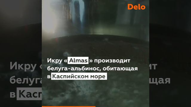 Самые дорогие продукты, о которых вы никогда не слышали смотреть онлайн