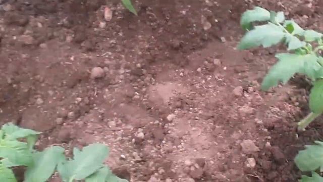 Окучивание помидоров смотреть онлайн