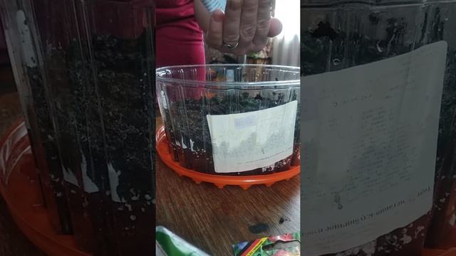 САДОВАЯ ЖЕМЧУЖИНА. Низкорослые томаты, ампельные. Очень шустрый. 15.02.21г. смотреть онлайн