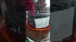 САДОВАЯ ЖЕМЧУЖИНА. Низкорослые томаты, ампельные. Очень шустрый. 15.02.21г.