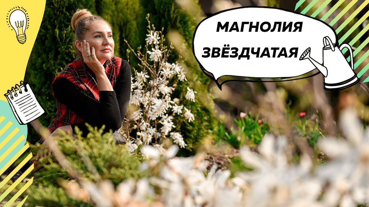 Магнолия Звездчатая | Цветущая магнолия | Дерево Магнолия | Магнолия в саду смотреть онлайн
