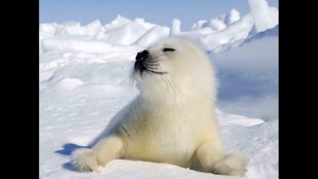 байкальская нерпа,коротко о самом главном! смотреть онлайн