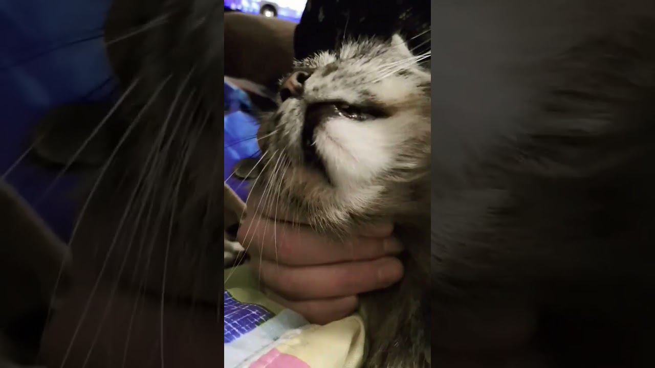 ▷Затискали кота◁ смотреть онлайн