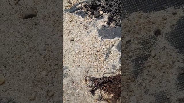 Вот что прислали сады россии челябинск смотреть онлайн