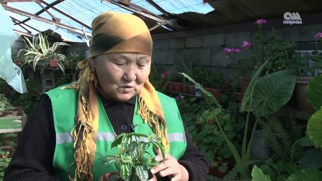 Гул дуйно пилея 29.11.16 #ОшПирим смотреть онлайн