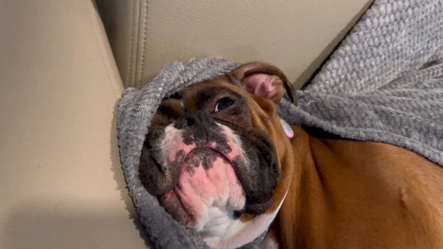 Boxer Dog Vs Boston Terrier Best Friends!