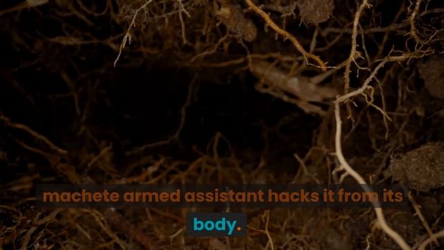 Jahrahs Fatal Reticulated Python Attack смотреть онлайн