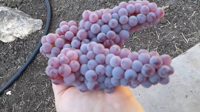 Как выглядит гроздь винограда Сомерсет Сидлис (Somerset seedless). смотреть онлайн