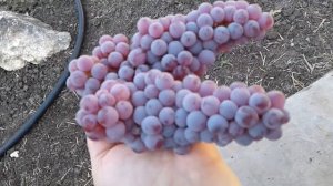 Как выглядит гроздь винограда Сомерсет Сидлис (Somerset seedless).