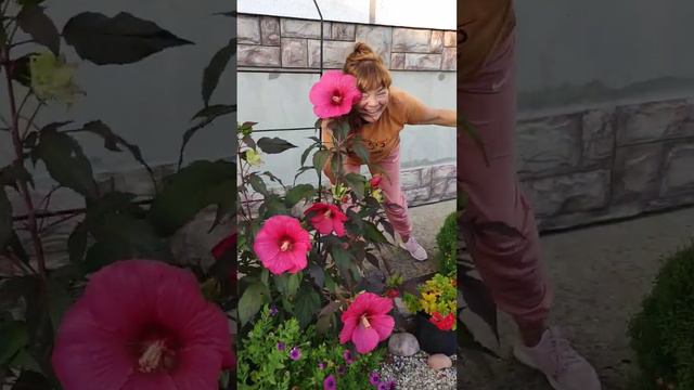 Радуюсь! Расцвели мои гигантские гибискусы! смотреть онлайн