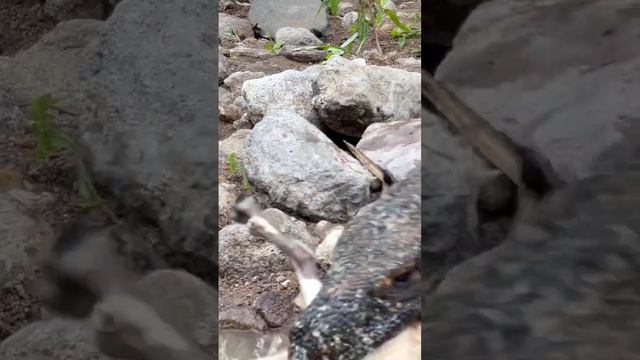 You can clearly see how the Komodo dragon swallows the goat in the closest video смотреть онлайн