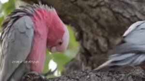 Птицы. Разнообразие птиц. Планета. Земля